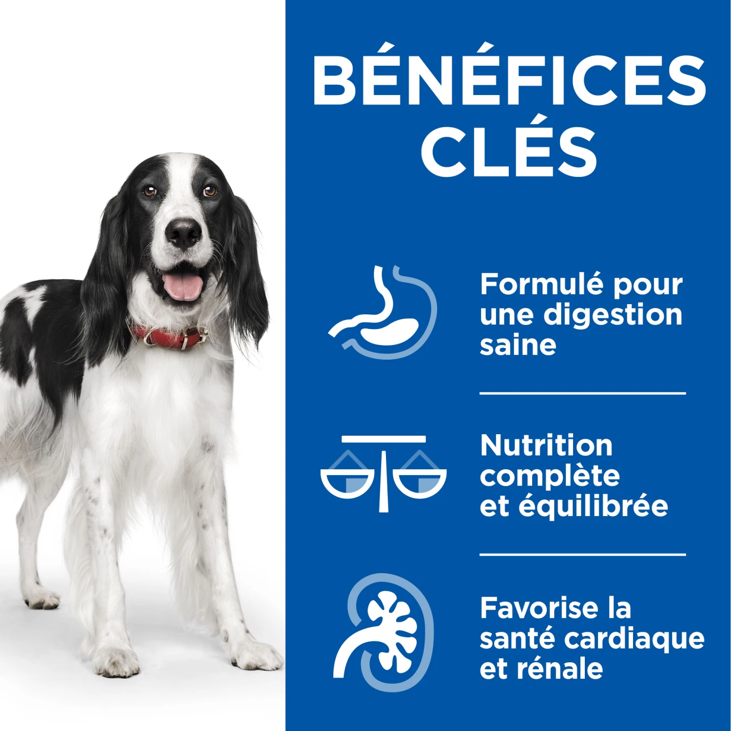 Hill's Science Plan Healthy Cuisine Mijoté Pour Chien Adulte Au Poulet Et Boeuf – Image 7