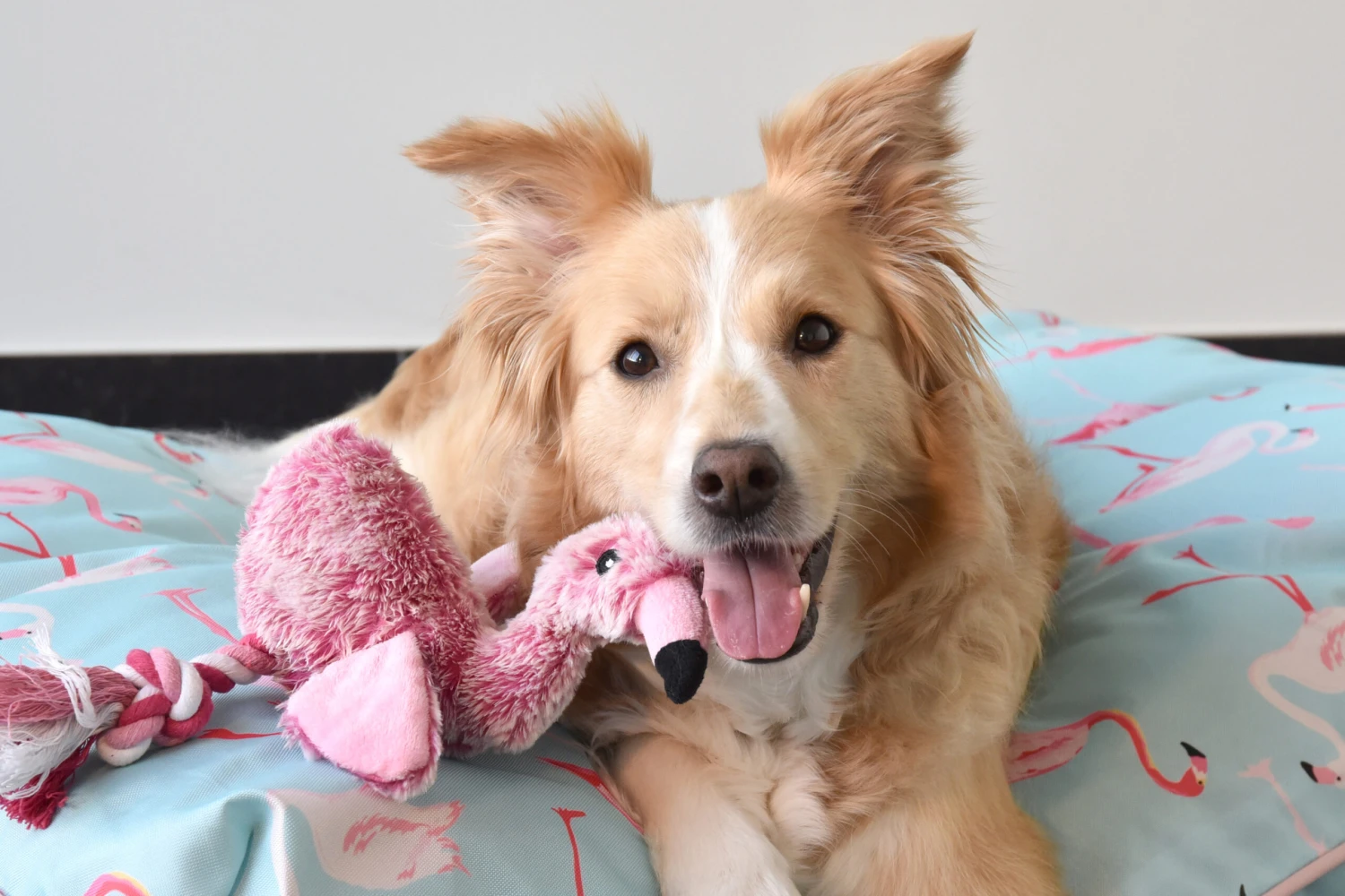 Flamingo Jouet Chien Peluche Andes Flamant Rose 36cm – Image 4