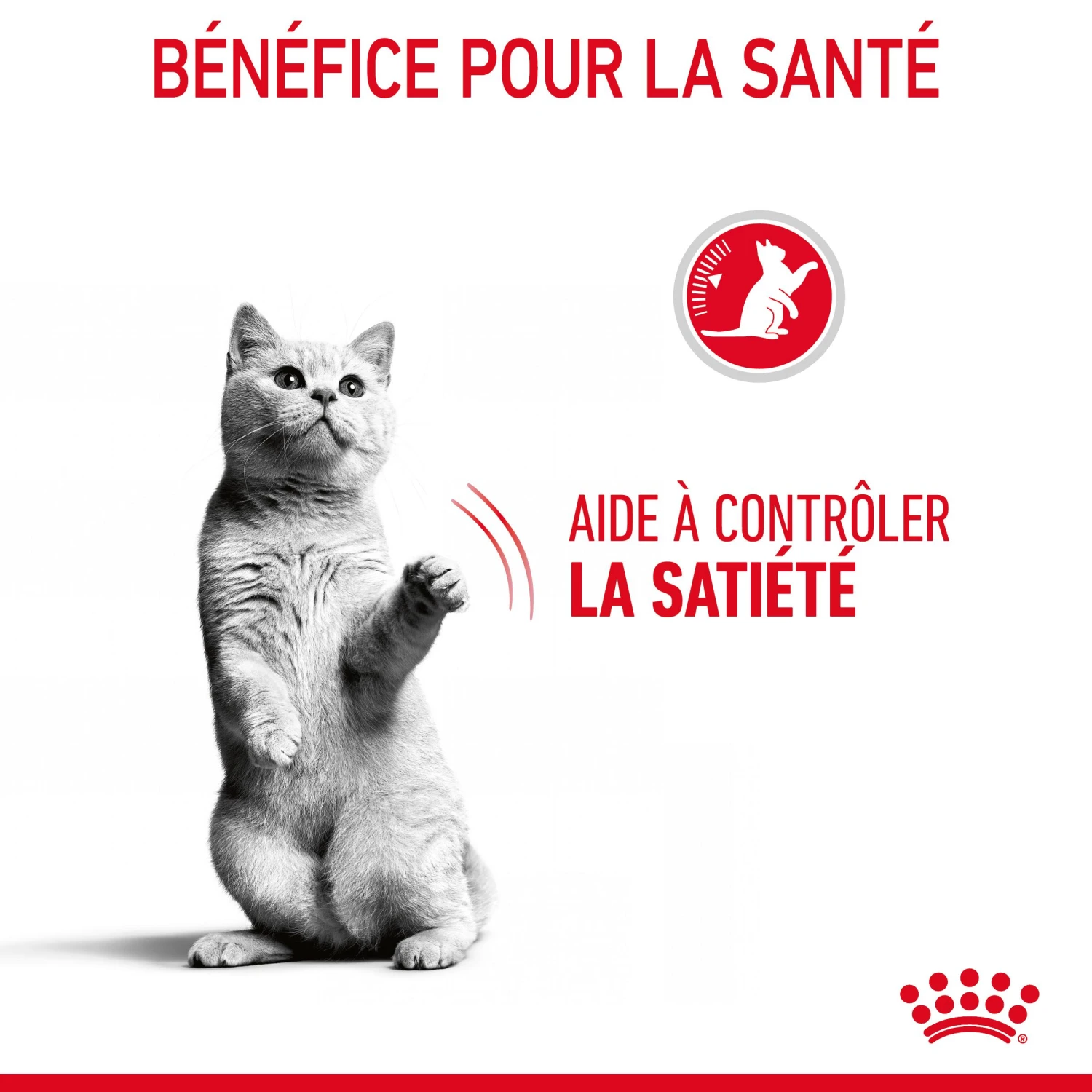 Royal Canin Appetite Control Pour Chat 10kg – Image 7