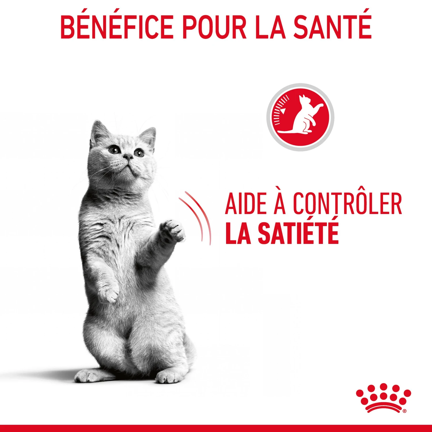 Royal Canin Appetite Control En Sauce Pour Chat 12 Sachets De 85g – Image 8