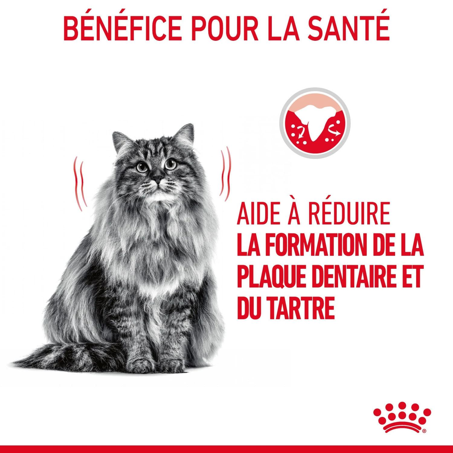 Royal Canin Dental Care Pour Chat 3,5kg – Image 6