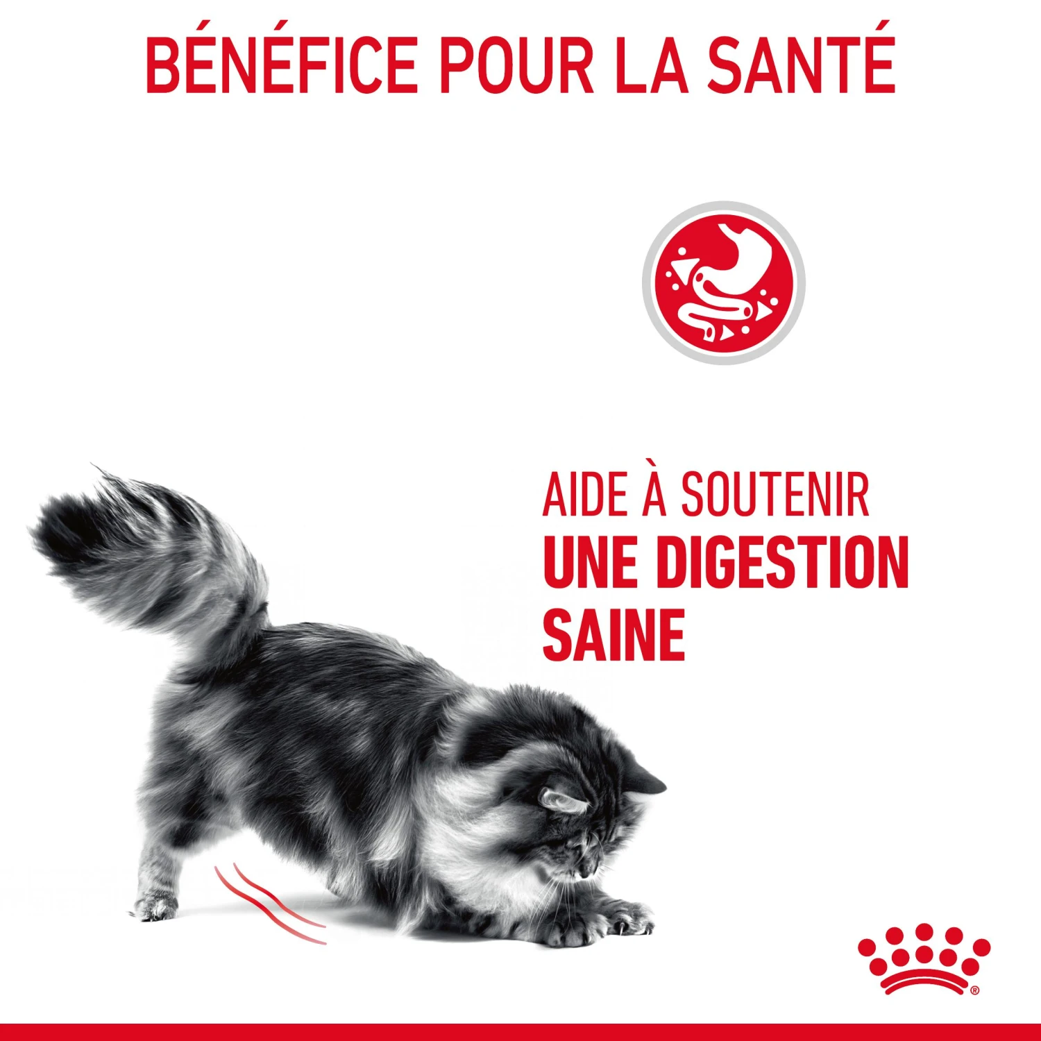Royal Canin Digestive Care Pour Chat 10kg – Image 7