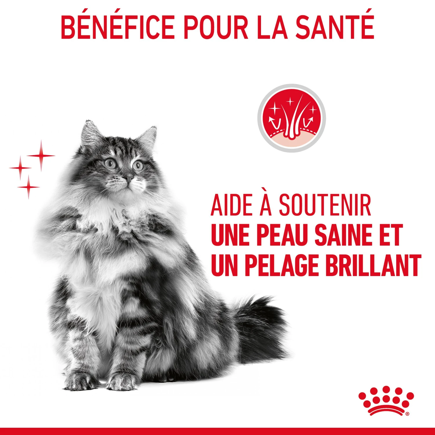 Royal Canin Hair & Skin Care Pour Chat 10kg – Image 7