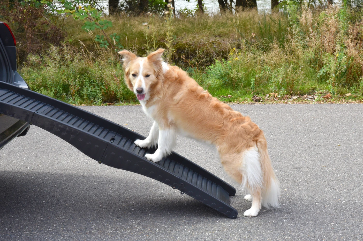 Flamingo Rampe Chien Pliante En Plastique 150x39,5x13 – Image 10