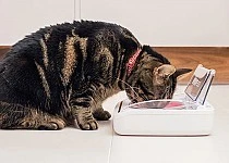 Sureflap Bol Hermétique Surefeed – Image 5