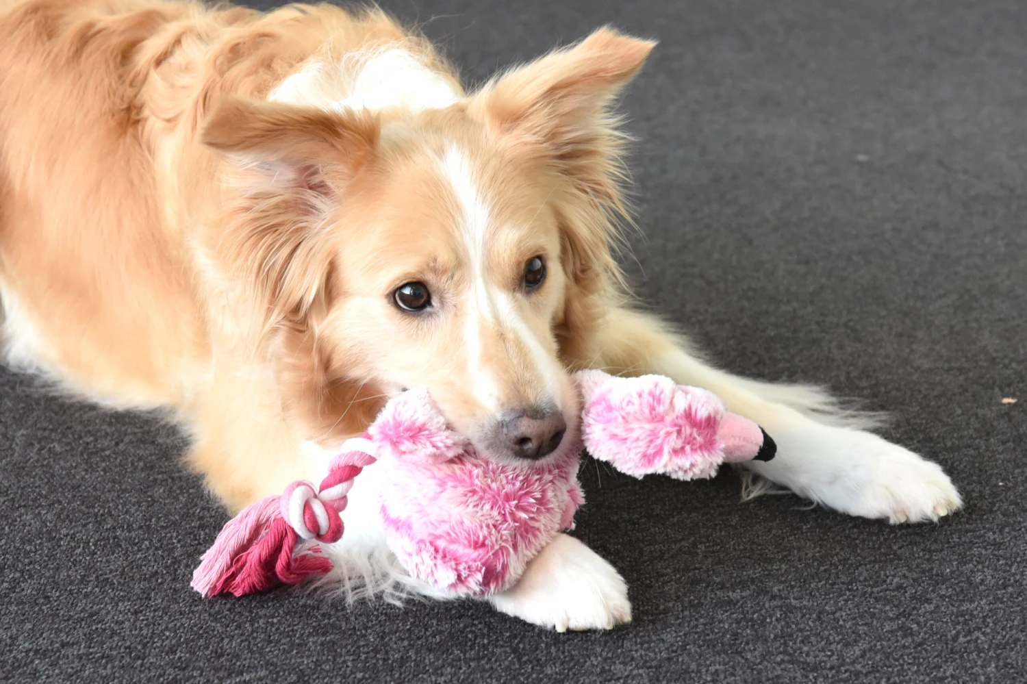 Flamingo Jouet Chien Peluche Andes Flamant Rose 36cm – Image 3