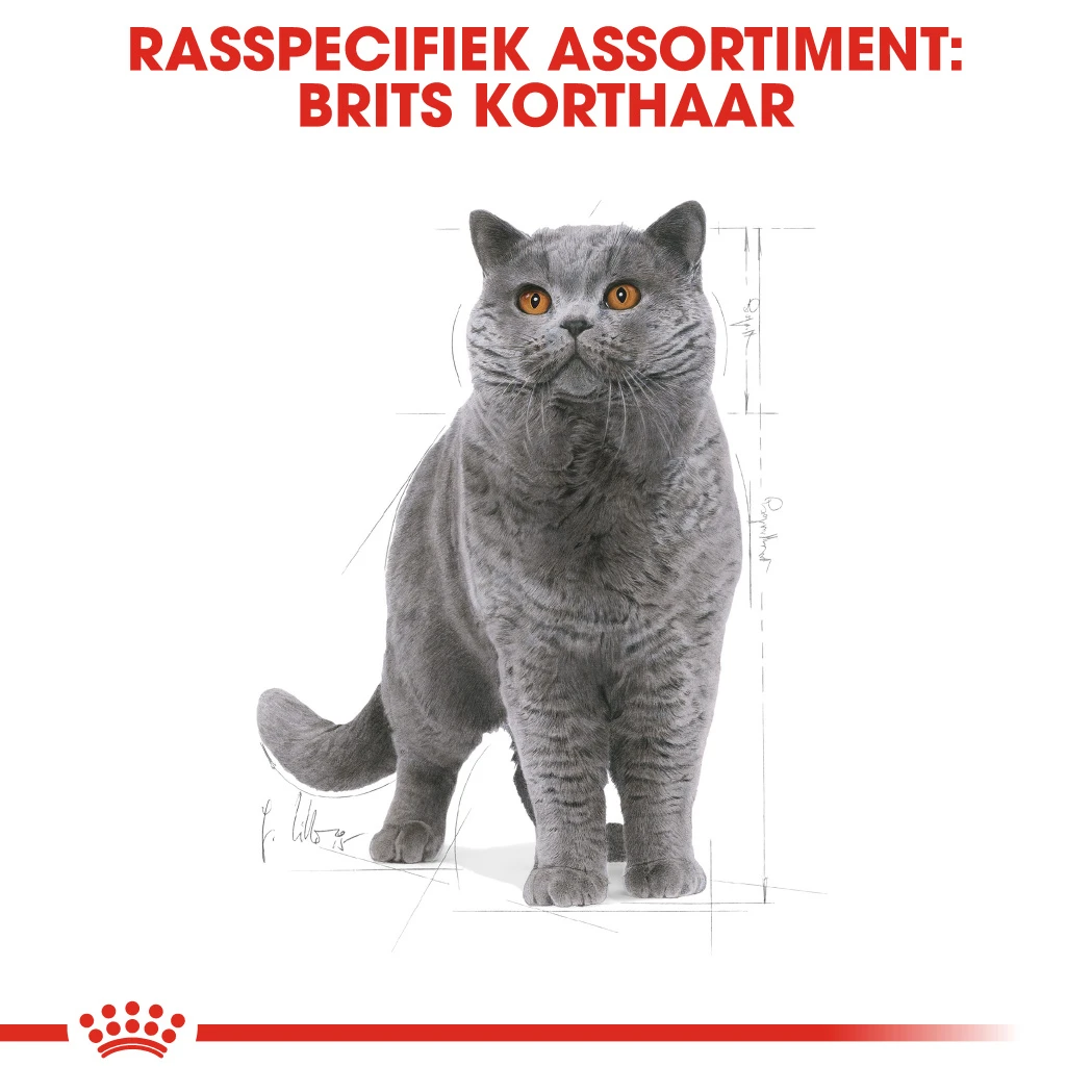Royal Canin British Shorthair Pour Chat 4kg – Image 4