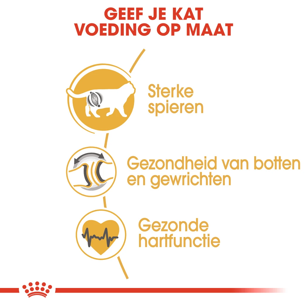 Royal Canin British Shorthair Pour Chat 4kg – Image 6